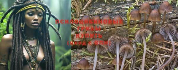 прущие грибы Бородино